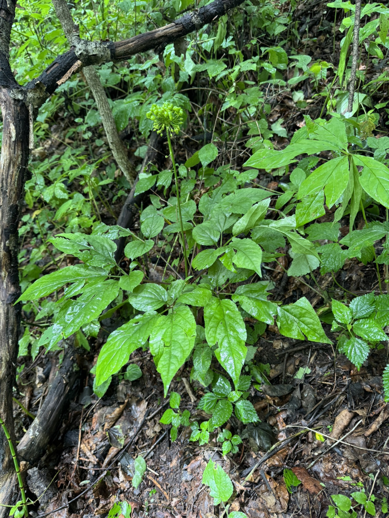 2e3841c756231d54f.jpg
